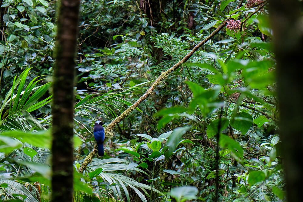 a-self-guided-hike-in-the-monteverde-cloud-forest-reserve