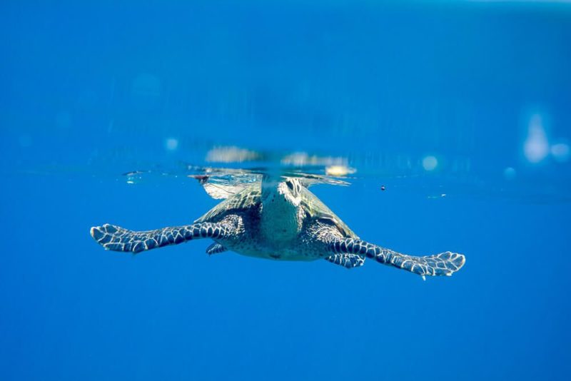 Finding My Sea Turtle: Snorkeling at Cano Island [Video]