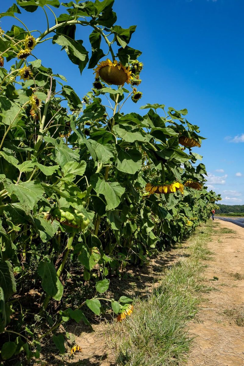 Where To Go Sunflower Picking In Greenville SC [Review]