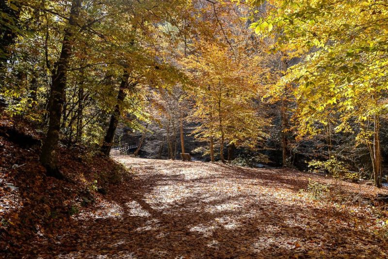 Hike the Deep Creek Trail Loop in the Smoky Mountains