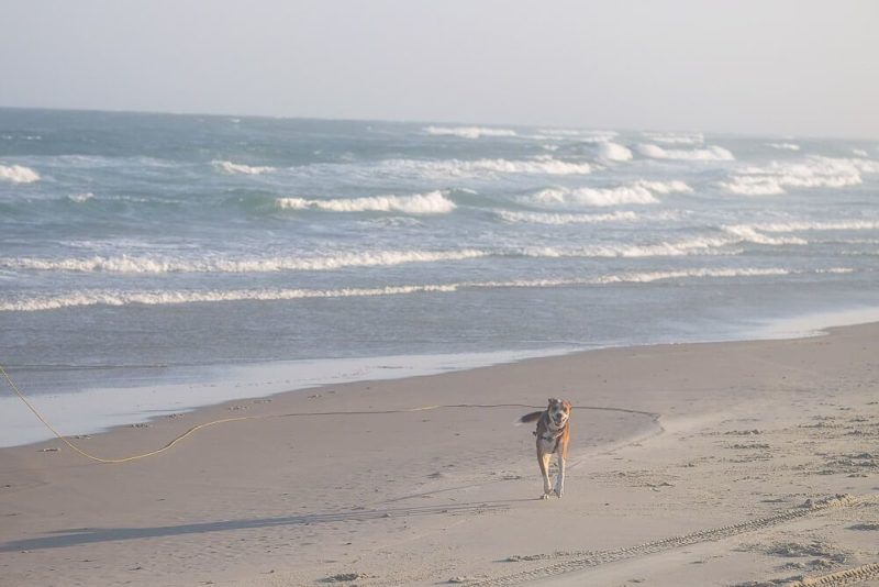 Plan Your Beach Trip to Ocracoke [Dog Friendly Guide]