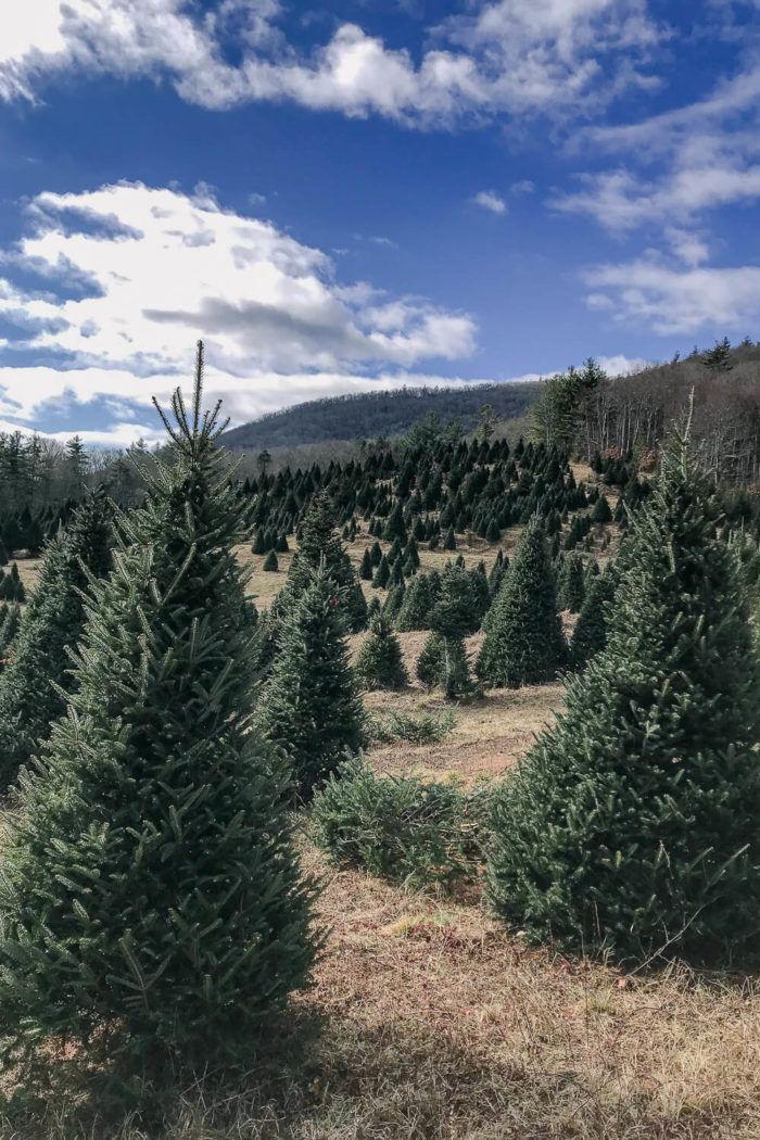 Find the Best Christmas Tree Farms in Greenville, SC in 2022