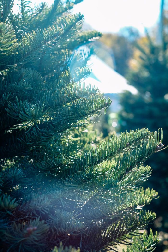 Find the Best Christmas Tree Farms in Greenville, SC in 2022