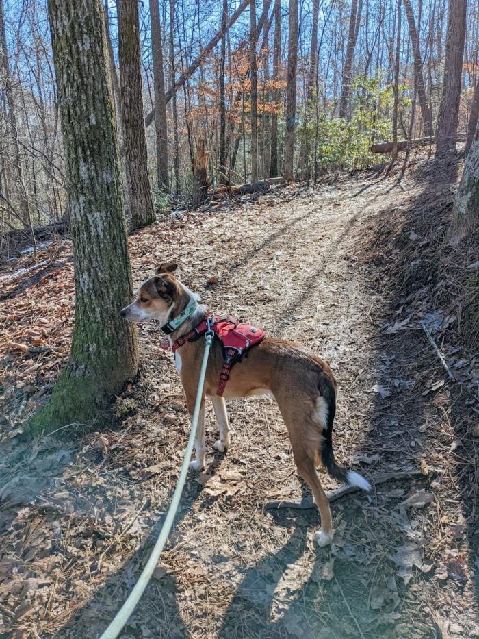 Where to go Hiking in Greenville? Paris Mountain State Park.