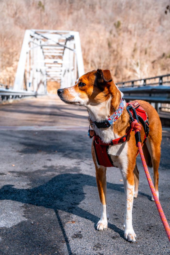 11 Awesome Things to Do in New River Gorge National Park